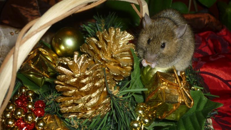 Mes bestioles adorées, shooting spécial noël ! 747335P1020957