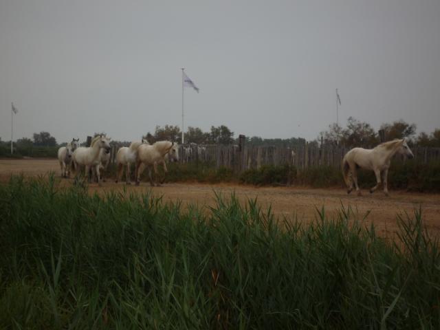 deux jours en Camargue 756517camargue_07.09_146