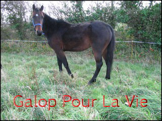 RASTA - TF né en 2005 - adopté en janvier 2010 par Philippe 762452Rasta4