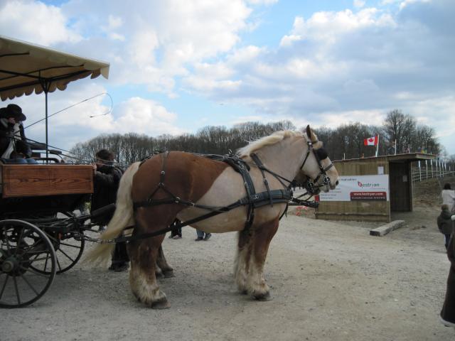 Salon du cheval de Rambouillet 763810IMG_0349_1_