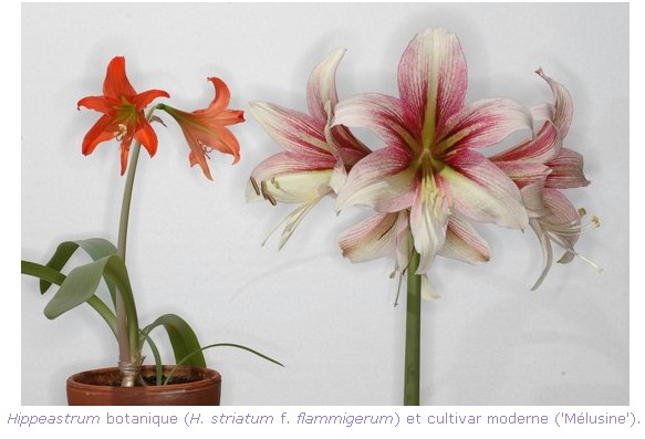 Les fleurs - Page 5 765334hippeastrum_MA_lusine