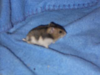 9 BB hamster russe  et 1 mâle adulte 771532DSCN0115