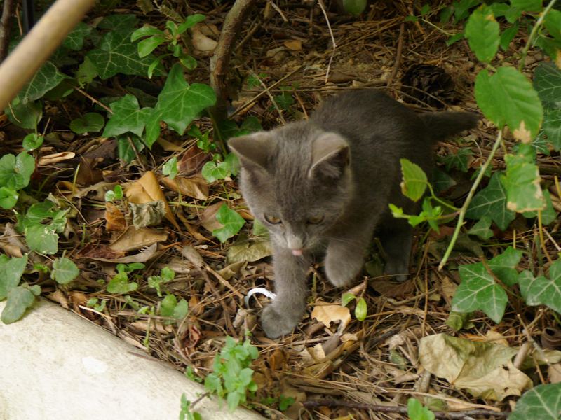 Animaux en mouvement / Oiseaux en vol 773488chaton14