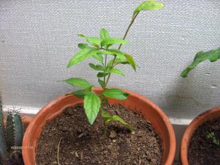 Petite culture de plante bien différente 773903HPIM3302