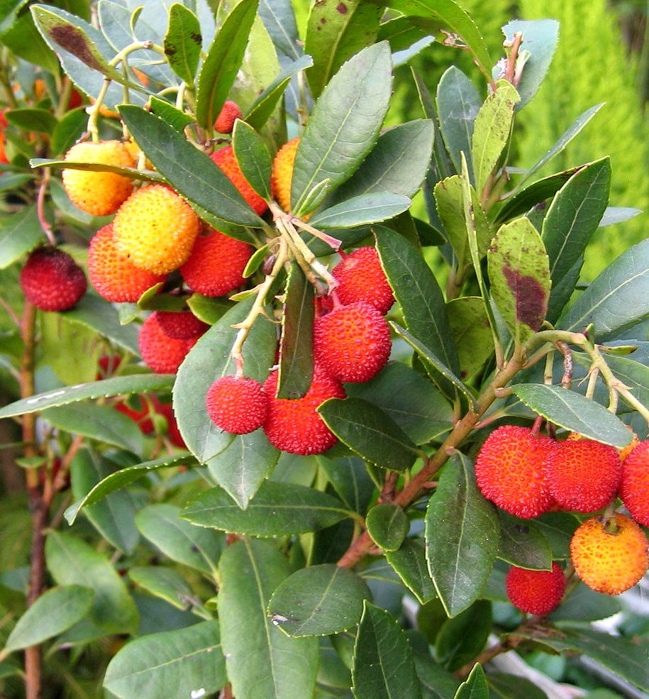 fruits - LES FRUITS COMMENÇANT PAR A 780827arbouse2