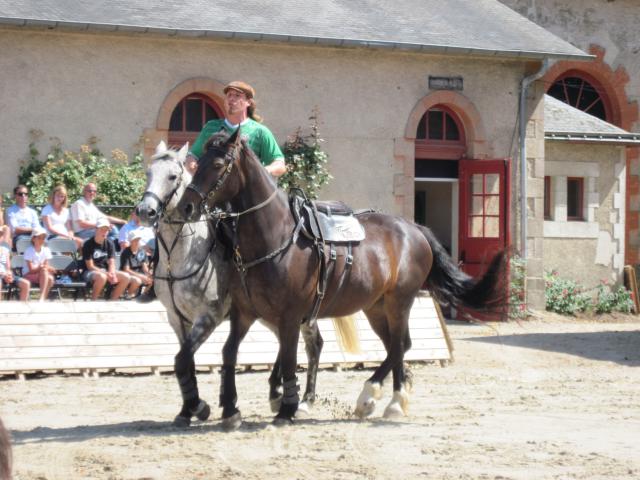 visite aux haras d'Hennebont (56) 78219IMG_0666_1_