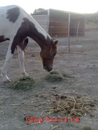 TIPI  - ONC poney né en 200 - adopté en septembre 2009 789082Tipi5