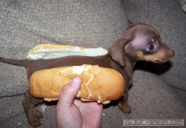 SPECIAL ZANIMOS !!!!! - Page 3 795923normal_hotdog_1_