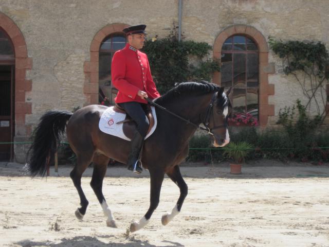 visite aux haras d'Hennebont (56) 797038IMG_0646_1_