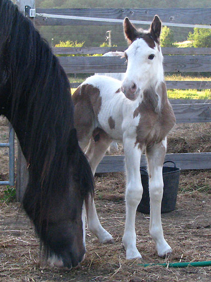 AZGAD TAN-ALASKA Frisbie x Callaghan-photos P3 798095IMG_7816