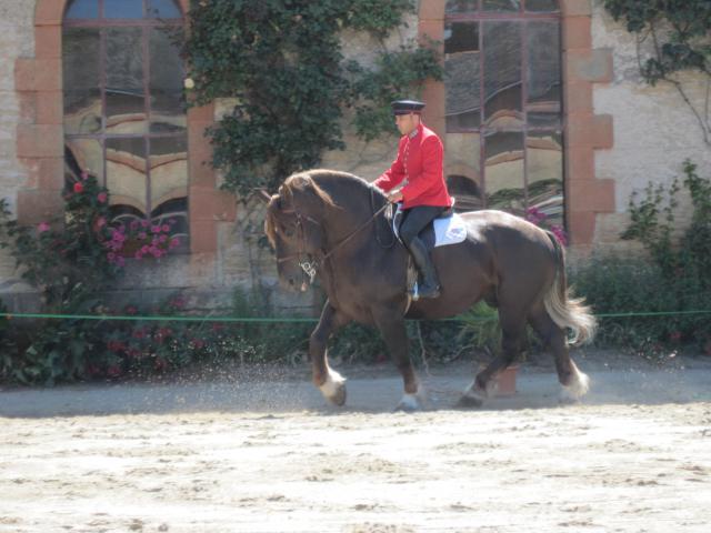 visite aux haras d'Hennebont (56) 805879IMG_0658_1_