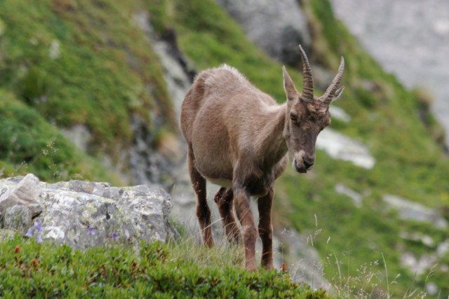 Flore et faune en Vanoise 813554Bouquetins_041__640x480_