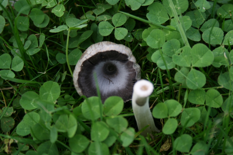 Les champignons de mon jardin. - Page 2 823425DPP_2081