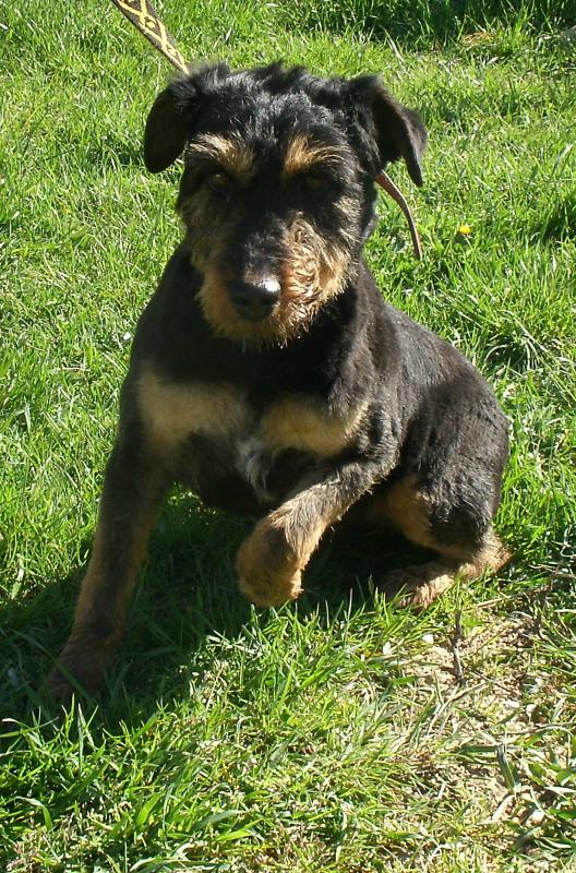 bilou 5 ans X jadg terrier 82825bilou