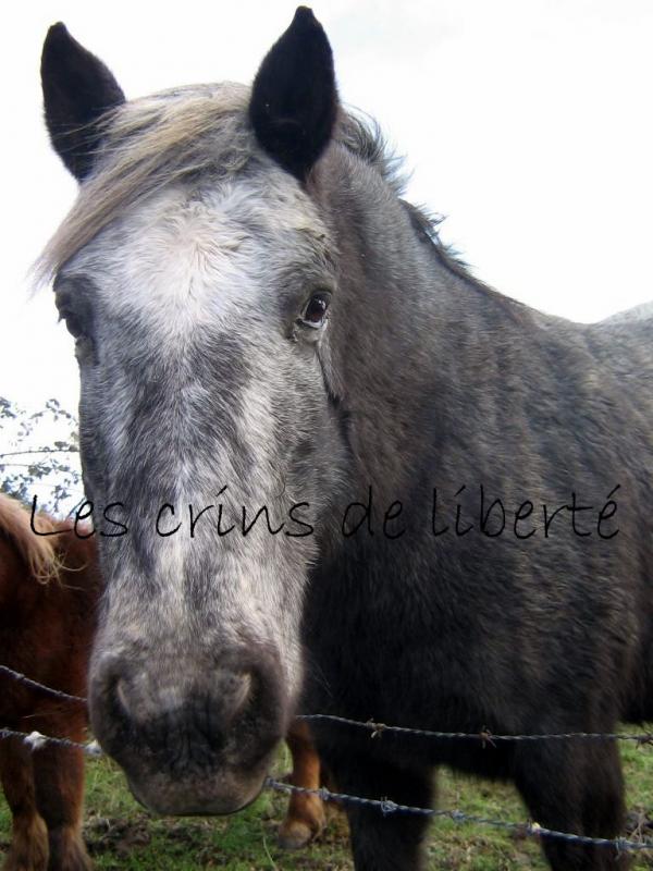 95, double poney, réservée par ems !!!!!!!!!!!!!!!!! 83348853647