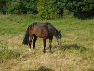 HERMES - TF né en 1995 - adopté en décembre 2009 par patricia 837511hermes_1