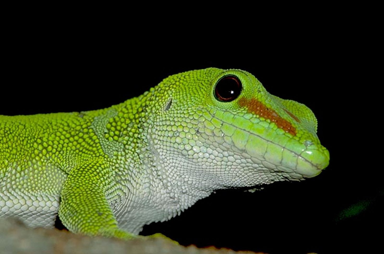 PHELSUMA MADAGASCARIENSIS GRANDIS - Gecko géant de Madagascar 843408MADA_30_2