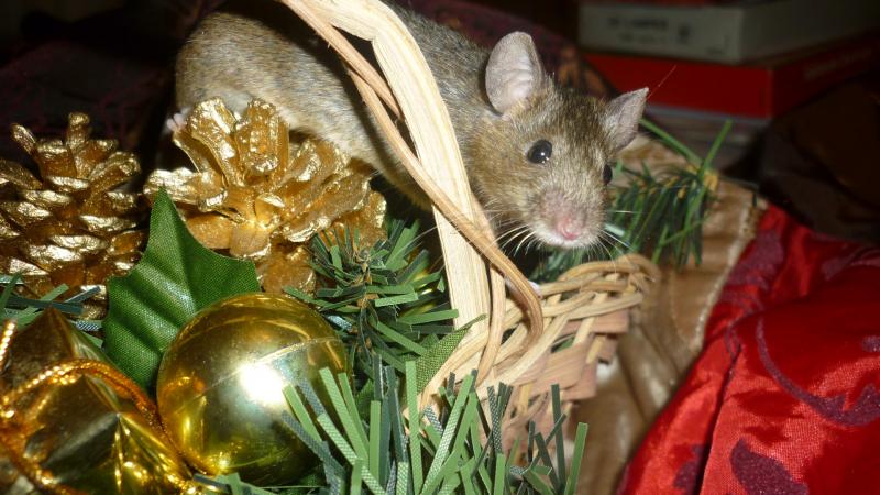 Mes bestioles adorées, shooting spécial noël ! 856390P1030144