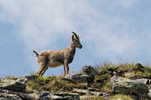 Flore et faune en Vanoise 859688Bouquetins_003__640x480_