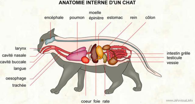 Fiche technique : Le chat 861912066_Anatomie_interne_chat