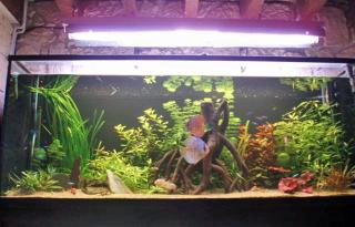 Invasion d'algues. que faire ?, sur le forum de discussions FishFish  Aquarium et Aquariophilie