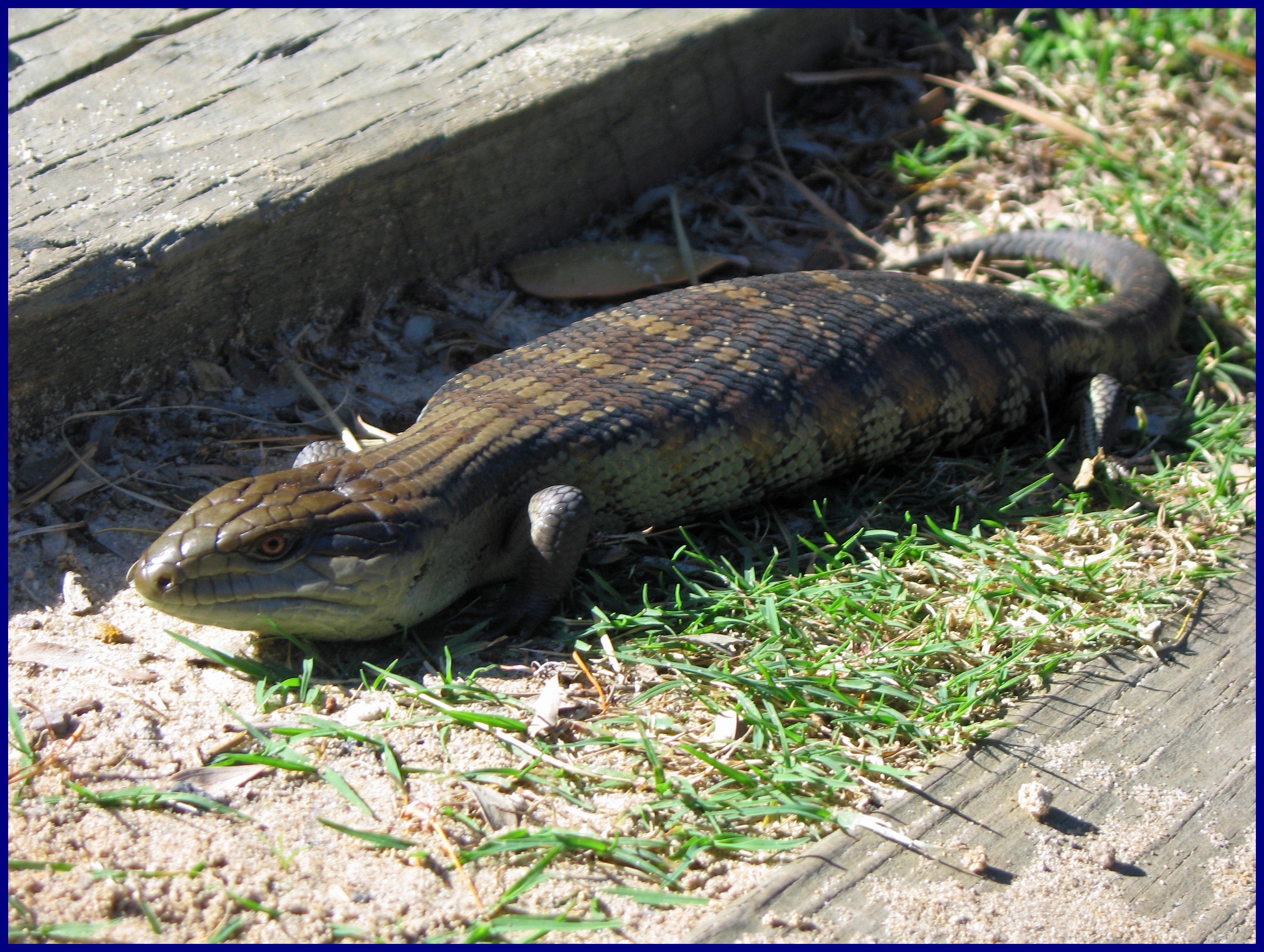 TILIQUA SCINCOIDES - Scinque géant à langue bleue 875778Tiliqua_scincoides__1_