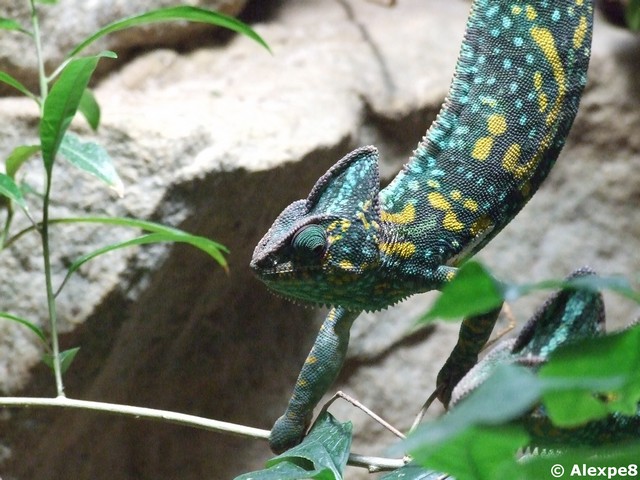 CHAMAELEO CALYPTRATUS - Cameleon Casqué du yemen 892189h_3610