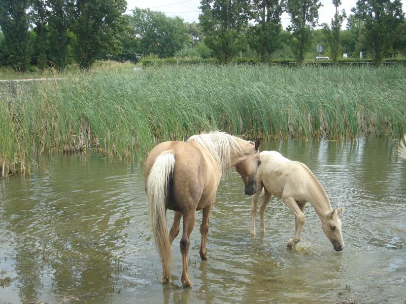 POULICHE PALOMINO IBERIQUE PP CS (Tarif préférentiel avant sevrage) 911806DSC01550