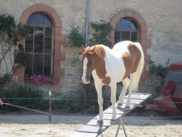 visite aux haras d'Hennebont (56) 917081IMG_0673_1_