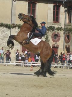 Haras Nationaux de Montier-en-Der (52) 918579Haras_nationaux_048