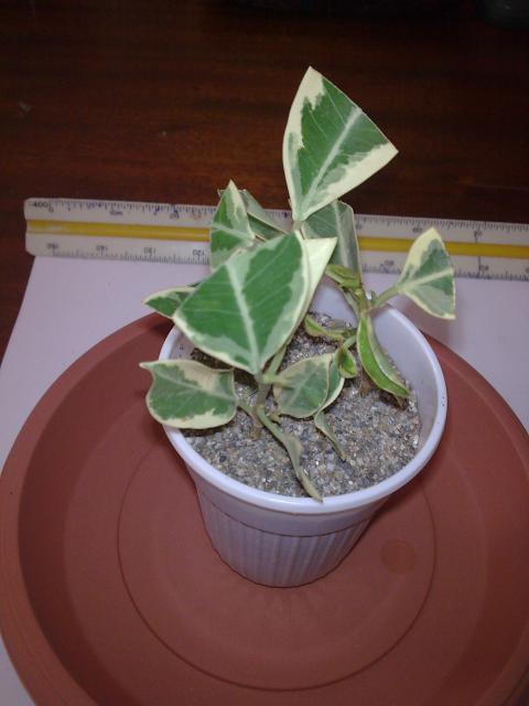 Boutures d'un FICUS HAWAI.... 926142Photo012