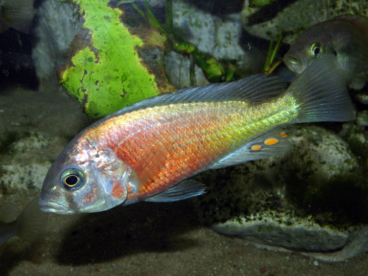 Haplochromis sp. hippo point salmon 93431P6306685