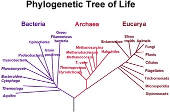 Taxonomie bacterienne 941026tree_woese