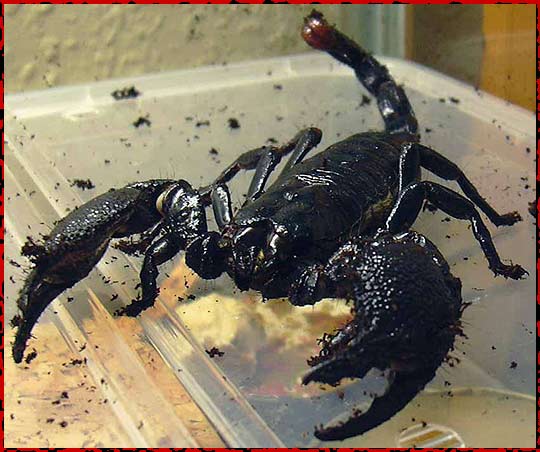 PANDINUS IMPERATOR - Scorpion Empereur 942282scorp