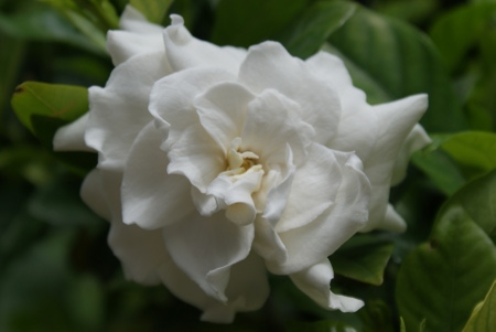 Gardenia jasminoides 'Kleim's hardy' 944946DSC01483