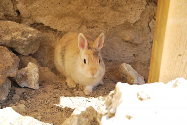 [Adoptées] CHITA et CHUKA, LAPINES, REFUGE FREE DPT (77) 961635DSC_0010