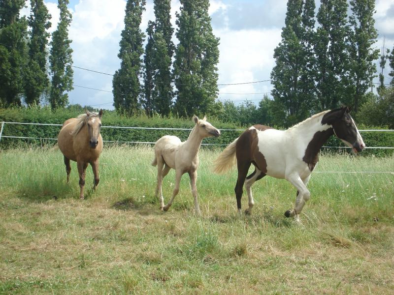 POULICHE PALOMINO IBERIQUE PP CS (Tarif préférentiel avant sevrage) 963112DSC01554