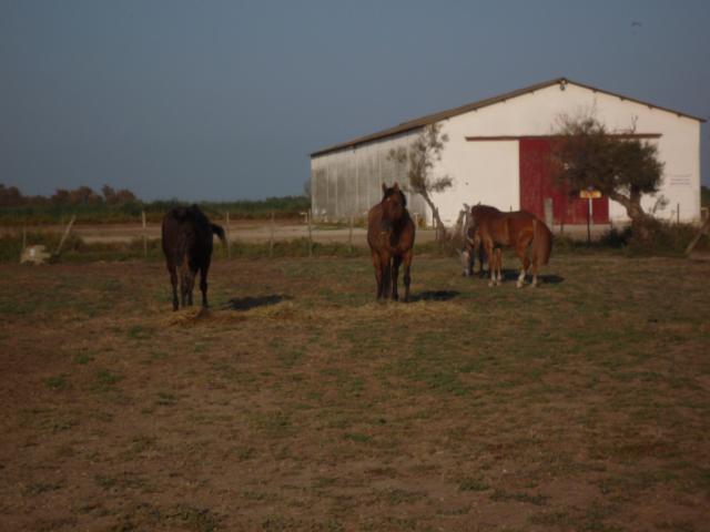 deux jours en Camargue 966295camargue_07.09_138