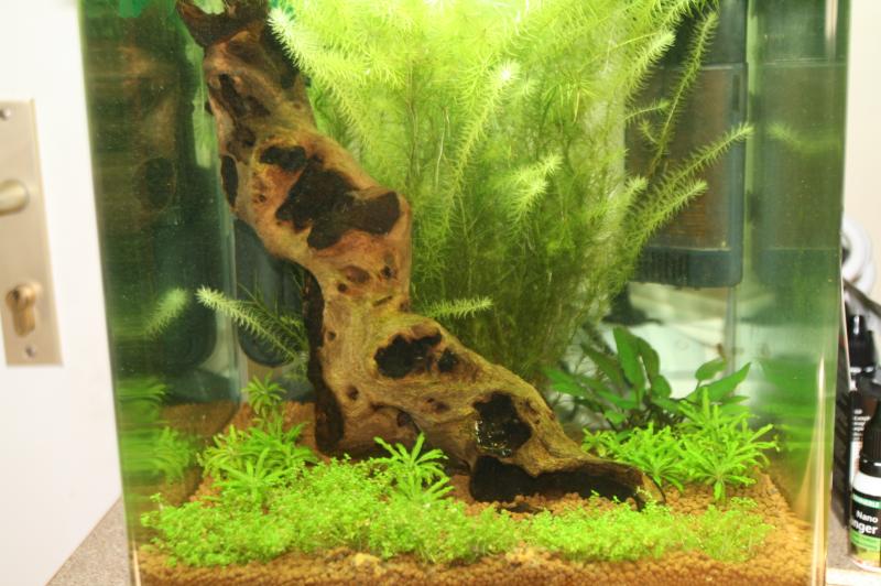 nano 20L aquascaping crevette 966750IMG_5043