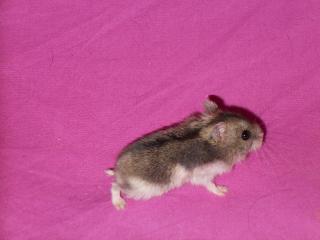 9 BB hamster russe  et 1 mâle adulte 967312DSCN0111