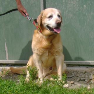 KING, 9 ans, xlabrador 975798KING