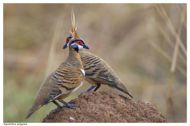 étymologie des espèces du genre Geophaps 975925G.spinifex_ingremeau