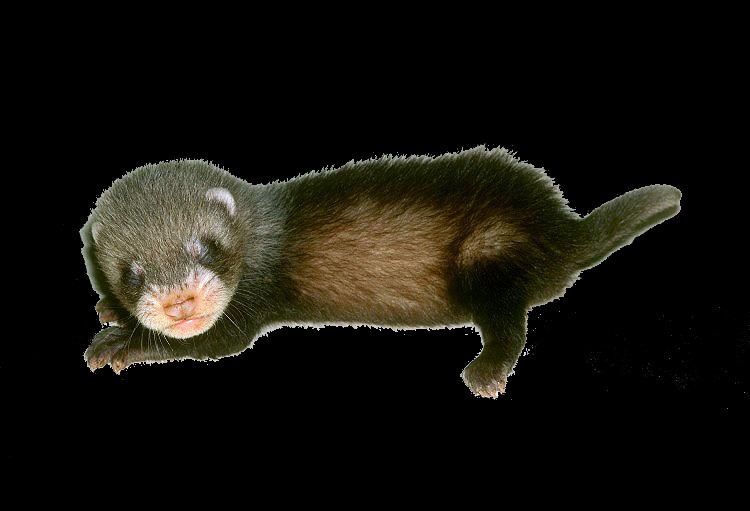 MUSTELA PUTORIUS Furo - Furet 984529bebe_furet