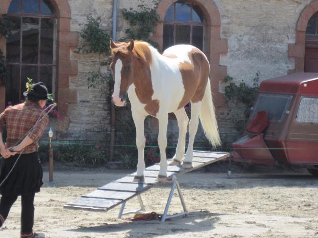 visite aux haras d'Hennebont (56) 992312IMG_0675_1_