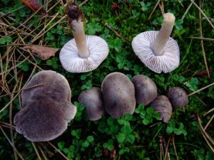 Champignons - Page 3 Mini_1324892008_1207_Versailles_ClinPortVert_Tricholoma_terreum_ev