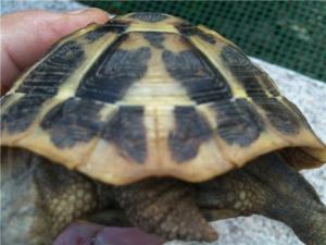 Des infos svp Testudo Hermanni ou Boettgeri ? male ou femell Mini_149400cul