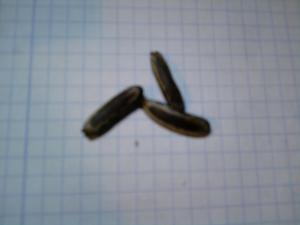 identification de graine de palmier et bananier Mini_325584P180210_10.17__01_