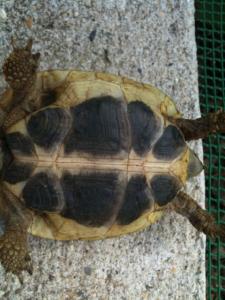 Des infos svp Testudo Hermanni ou Boettgeri ? male ou femell Mini_461729IMG_0467