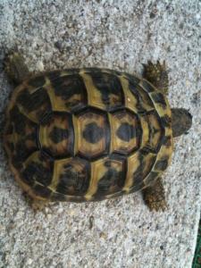 Des infos svp Testudo Hermanni ou Boettgeri ? male ou femell Mini_572104IMG_0466