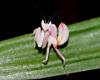 Hymenopus coronatus Mini_660408orchid_mantisL5